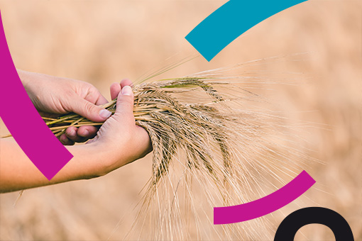 Blockchain : Retour sur la success-story de Brasseries Kronenbourg et InVivo