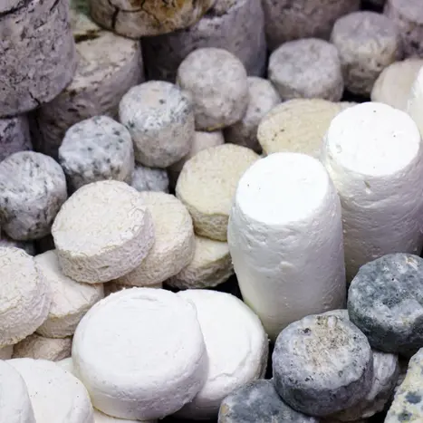 chèvre.jpg