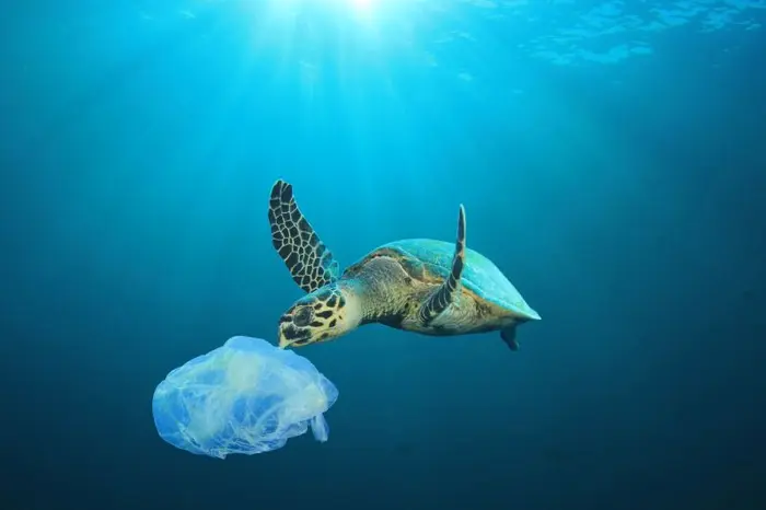 Web-TraitéPlastique-Tortue-RichardCarey.jpg