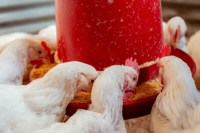 Le poulet de chair affiche + 1,4 % de consommation d’alimentation biologique en 2025.