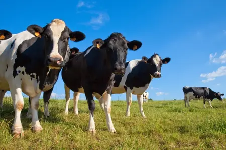 vache