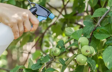 pomme pesticides