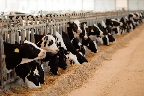 L’élevage bovin est le premier contributeur à la hausse de la consommation en produits biologiques avec + 33,6 % en 2025.